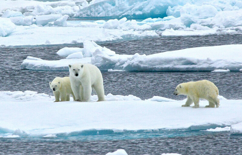 北極熊寶寶突然向后滑倒，摔了個四腳朝天
