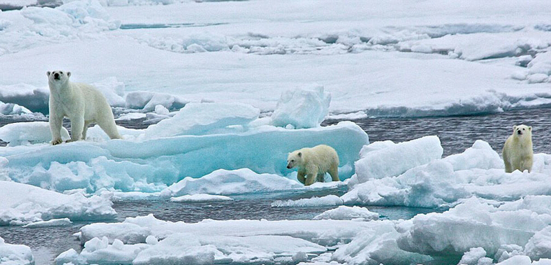 北極熊寶寶起來后看見有攝像機，便好奇地盯住娜塔西亞手中的機器。