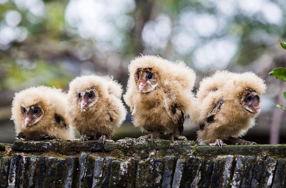 日前，九江市都昌縣蔡嶺鎮(zhèn)的曹女士上山采茶籽時(shí)，撿到5只可愛(ài)的雛鳥(niǎo)。經(jīng)野保工作人員鑒定，這5只雛鳥(niǎo)為國(guó)家二級(jí)野生保護(hù)動(dòng)物猴面鷹，目前已被送往鳥(niǎo)類(lèi)保護(hù)組織進(jìn)行救護(hù)。