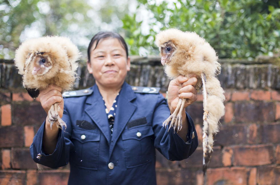 11月6日，記者聯(lián)系上都昌縣的村民危億玲，她是撿到雛鳥(niǎo)的曹女士的兒媳。她向記者介紹，稱他們家住在蔡嶺鎮(zhèn)北炎村港邊舍自然村，她婆婆11月4日下午上山采茶籽時(shí)，在樹(shù)下發(fā)現(xiàn)了5只可愛(ài)的雛鳥(niǎo)并帶回了家。