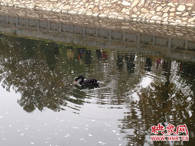 受傷的黑天鵝迫降鄭州金水河。