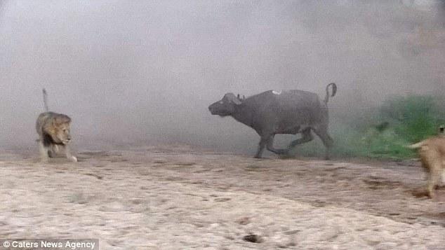 然后在獅群還在打架時(shí)悄悄地溜走了，留下一個(gè)瀟灑的背影。