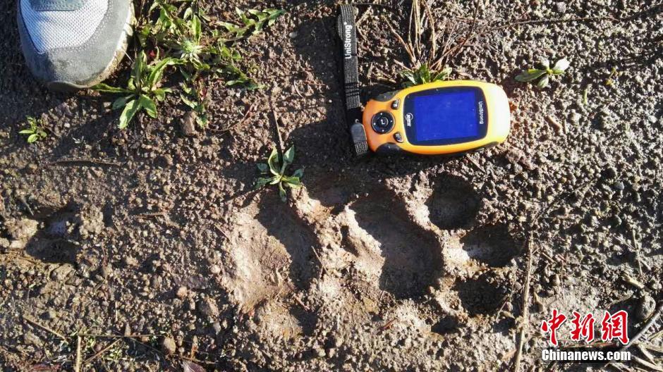 黑龍江老爺嶺保護區(qū)多次拍到野生東北虎、豹影像