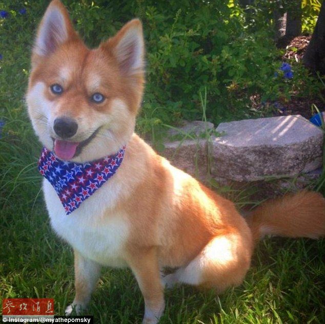 狐貍還是狗？藍(lán)眼睛萌寵走紅網(wǎng)絡(luò)