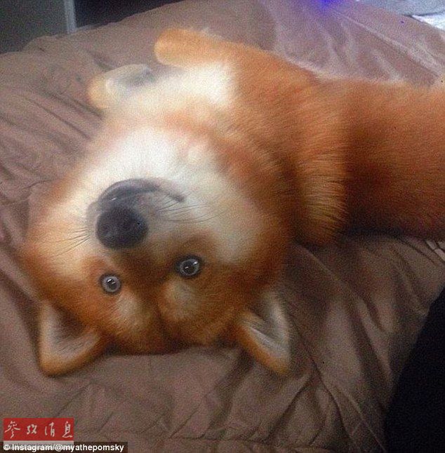 狐貍還是狗？藍(lán)眼睛萌寵走紅網(wǎng)絡(luò)