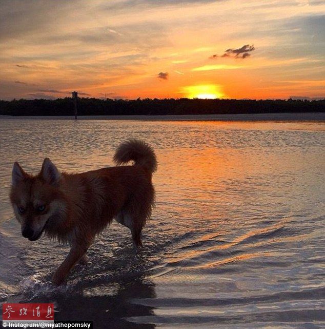 狐貍還是狗？藍(lán)眼睛萌寵走紅網(wǎng)絡(luò)