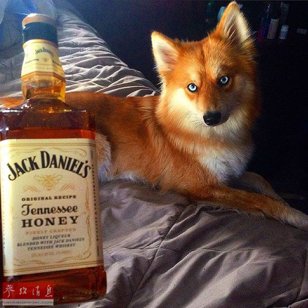 狐貍還是狗？藍(lán)眼睛萌寵走紅網(wǎng)絡(luò)