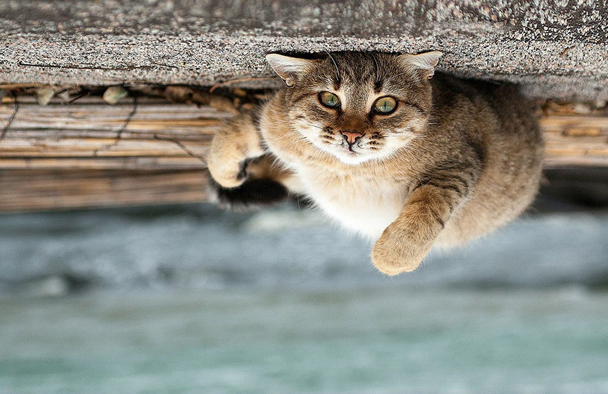 它們都是表情帝！一組不可思議的動物肖像