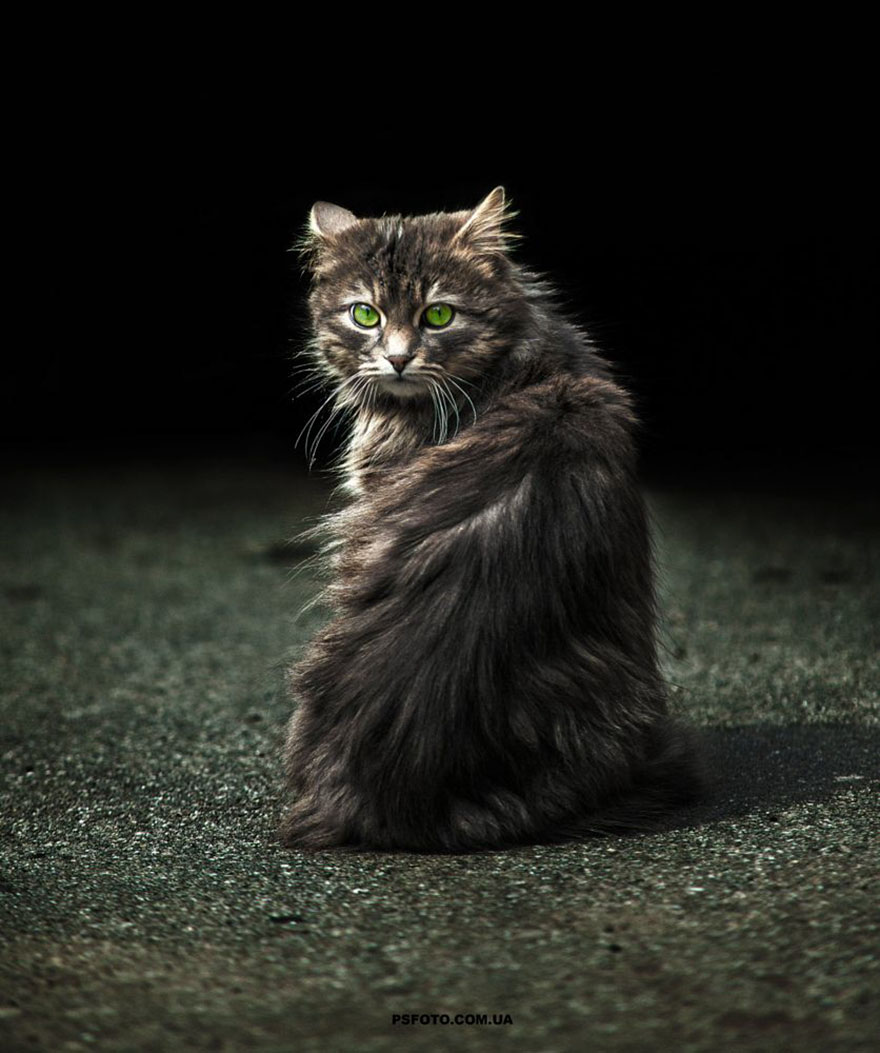 它們都是表情帝！一組不可思議的動物肖像