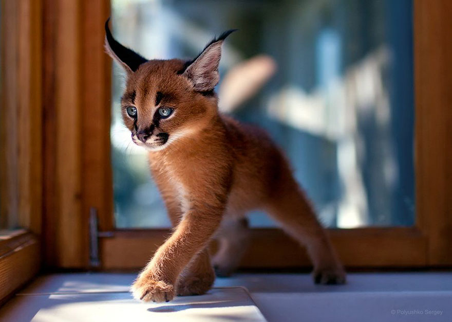 它們都是表情帝！一組不可思議的動物肖像