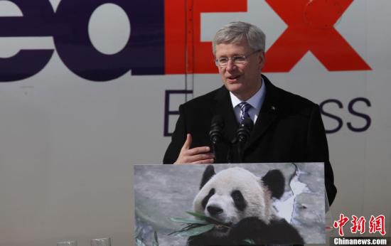 中國旅加大熊貓疑似有喜 參觀游客絡繹不絕(圖) 中國旅加大熊貓疑似有喜 參觀游客絡繹不絕(圖)