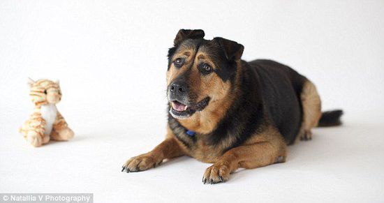 英國(guó)一只流浪狗因表情太過(guò)憂郁而無(wú)人領(lǐng)養(yǎng) 英國(guó)一只流浪狗因表情太過(guò)憂郁而無(wú)人領(lǐng)養(yǎng)