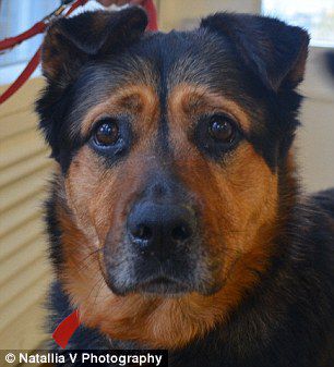 英國(guó)一只流浪狗因表情太過(guò)憂郁而無(wú)人領(lǐng)養(yǎng) 英國(guó)一只流浪狗因表情太過(guò)憂郁而無(wú)人領(lǐng)養(yǎng)