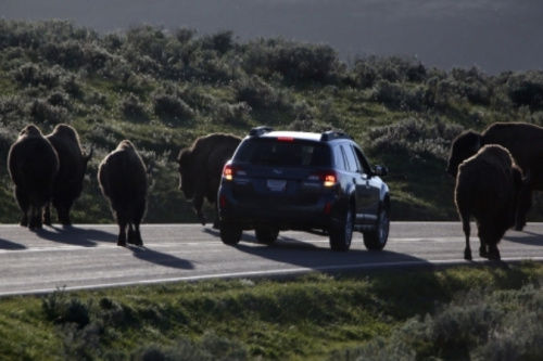 警方已經(jīng)派出大量工作人員、警犬和飛行器在當(dāng)?shù)卣归_搜尋