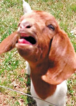 這只會說話的小山羊不斷發(fā)出類似“What”的聲音。