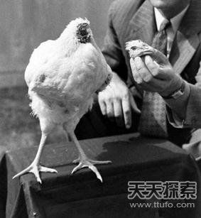 美國(guó)一公雞被砍頭后奇跡存活18個(gè)月(圖)