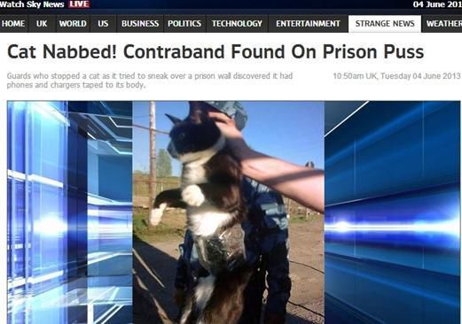資料圖：2013年，俄羅斯獄警也曾抓獲身負(fù)手機(jī)和充電寶的貓，它本想混進(jìn)俄羅斯科密地區(qū)一座監(jiān)獄