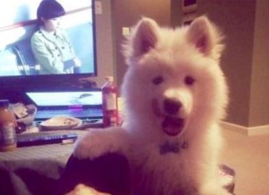 已經(jīng)被他人領(lǐng)養(yǎng)的Bosco。（加拿大《世界日?qǐng)?bào)》援引CBC）