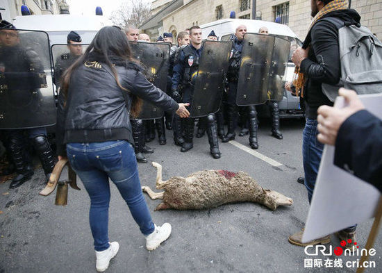 　　當(dāng)?shù)貢r間2014年11月27日，法國巴黎，法國農(nóng)民帶綿羊在埃菲爾鐵塔附近抗議，要求環(huán)保部門采取有效措施解決狼群襲擊羊群問題?！D片來源：TRICK KOVARIK/CFP