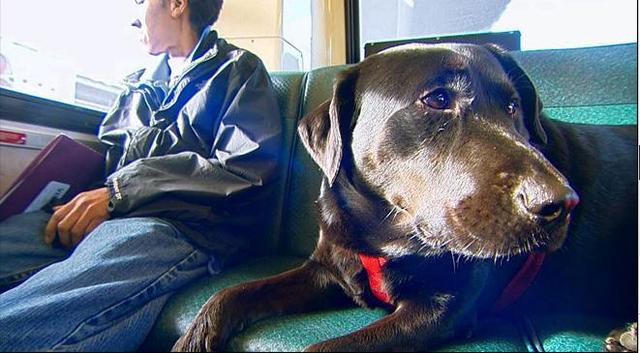 伊柯麗斯(Eclipse)搭乘公車。