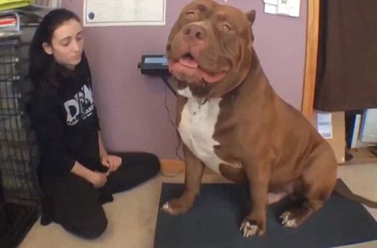 “浩克”體重約79公斤，或為世界最胖頭牛犬