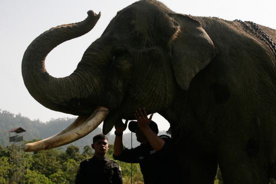 圖為大象巡邏隊(duì)里的大象。來(lái)源：法新社。