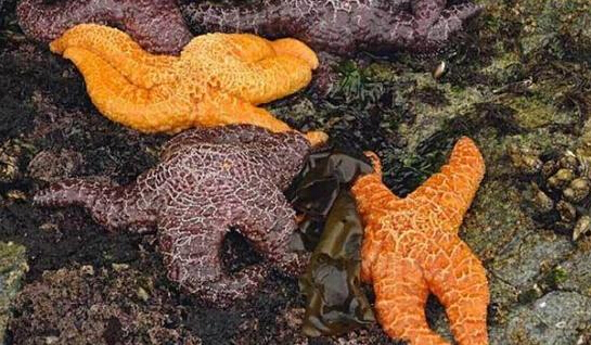 近2年來，估計(jì)有百萬只海星自殺（臺(tái)灣中時(shí)電子報(bào)）
