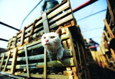 貨車上被販運的貓。 記者陳亮 攝