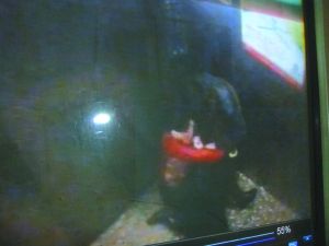 男子將侯某撲倒，侯某反抗。