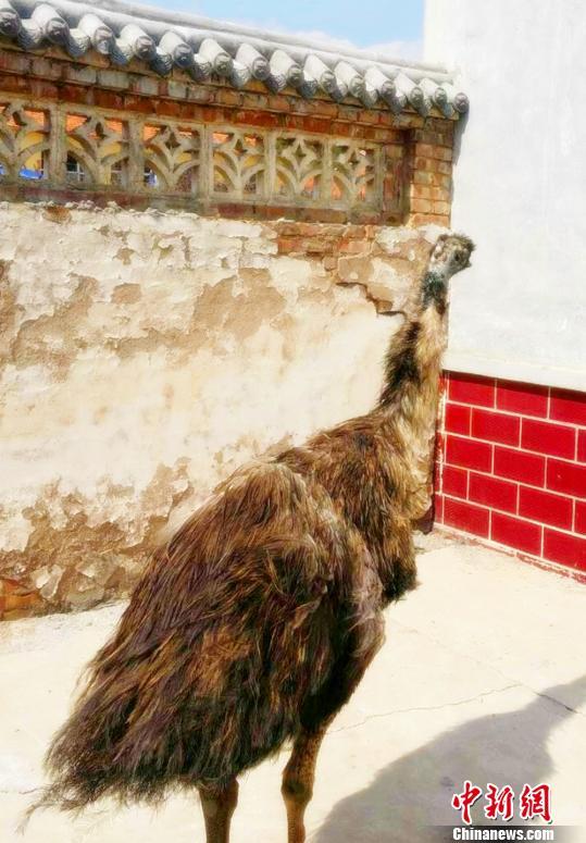 山西古縣澳洲鴕鳥(niǎo)“越獄” 無(wú)人機(jī)搜尋未果(圖)