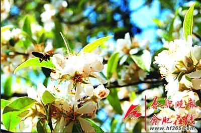 261歲古樹(shù)棠梨“搬家” 業(yè)內(nèi)人士表示擔(dān)憂(圖) 261歲古樹(shù)棠梨“搬家” 業(yè)內(nèi)人士表示擔(dān)憂(圖)