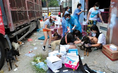 昨日下午，志愿者對(duì)攔截下來(lái)的狗逐一檢查，分類進(jìn)行管理。新京報(bào)記者 吳江 攝