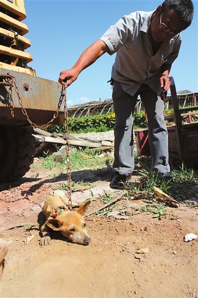 西夏區(qū)農(nóng)牧局工作人員在仔細觀察該動物。