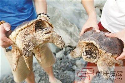 楊先生買來(lái)的鱷龜有很強(qiáng)的攻擊性。見(jiàn)習(xí)記者 雷鍵 攝