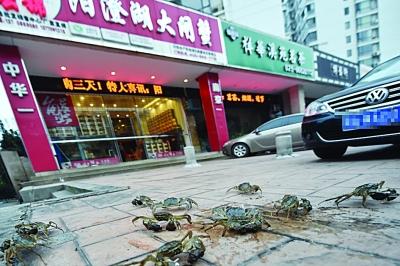 水產(chǎn)店忘關(guān)店門(mén) 上百只螃蟹“疊羅漢”出逃(圖)