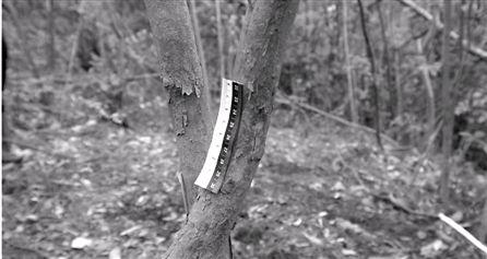 破產老板為騙180萬保險花3萬雇兇殺死自己