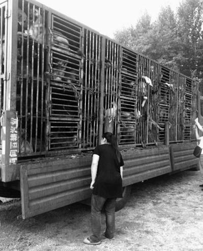 媒體揭偷狗販狗利益鏈:長途運輸?shù)焦啡怵^ 媒體揭偷狗販狗利益鏈:長途運輸?shù)焦啡怵^