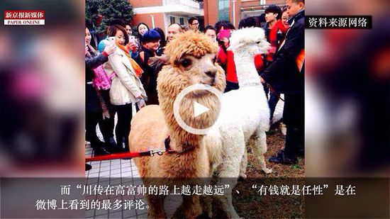 四川某高校請羊駝助陣馬術專業(yè) 網友稱有錢任性