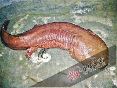 巫山抱龍鎮(zhèn)的超級娃娃魚。