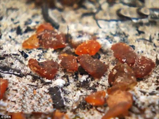 波羅的海的一場暴風(fēng)雨將琥珀卷到了岸上，這里包攬了全球90%的琥珀產(chǎn)量。