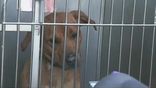 圖為當(dāng)時襲擊艾琳的兩只惡犬其中之一。