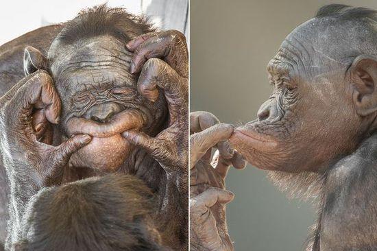 黑猩猩擺各種姿勢拍照。