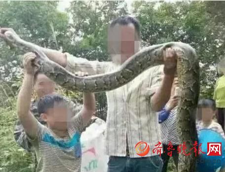 膽真大！男子抓野生大蟒燉湯 蟒蛇屬國家一級保護動物(圖)