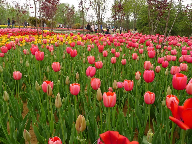 粽子節(jié)遇上兒童節(jié)，你想好去哪了么？