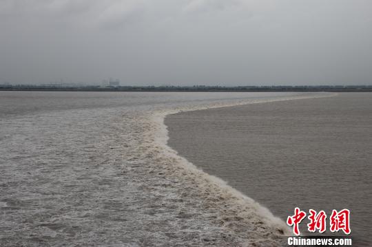 近四年來最大的農歷八月十八錢塘潮如約而至抵達浙江省海寧鹽官