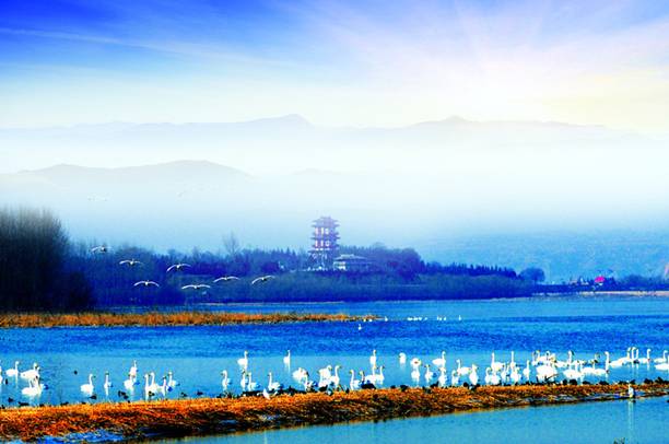 “天鵝城”河南三門峽為白天鵝劃定16萬(wàn)畝保護(hù)區(qū)