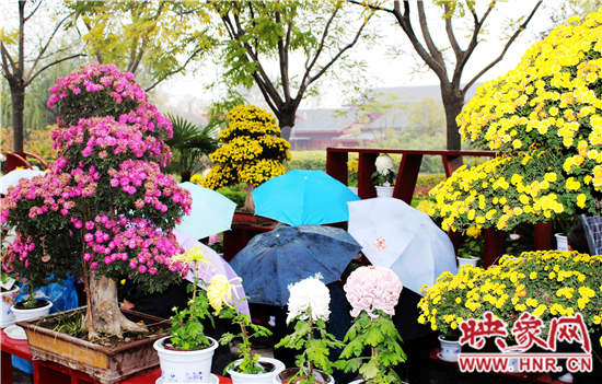 天好、花美 中國(guó)開(kāi)封第32屆菊花文化節(jié)延長(zhǎng)一周
