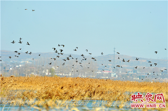 　　小浪底景區(qū)第五屆“觀鳥季”開幕