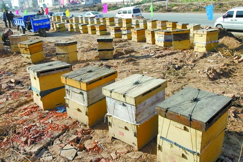 這些蜜蜂箱沿路依次擺放,綿延近千米。