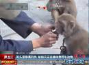 街頭耍猴遭刑拘 被指無證運(yùn)輸珍貴野生動(dòng)物